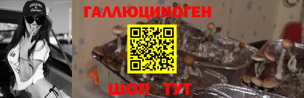 купить   Вход с VPN  Гулькевичи  Псилоцибиновые грибы мицелий 